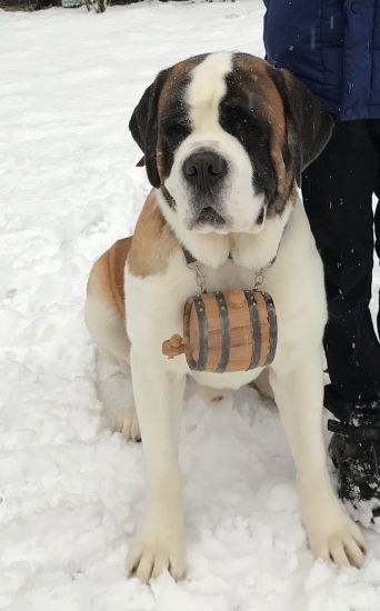 Picture of Saint Bernard Barrel with black hoops