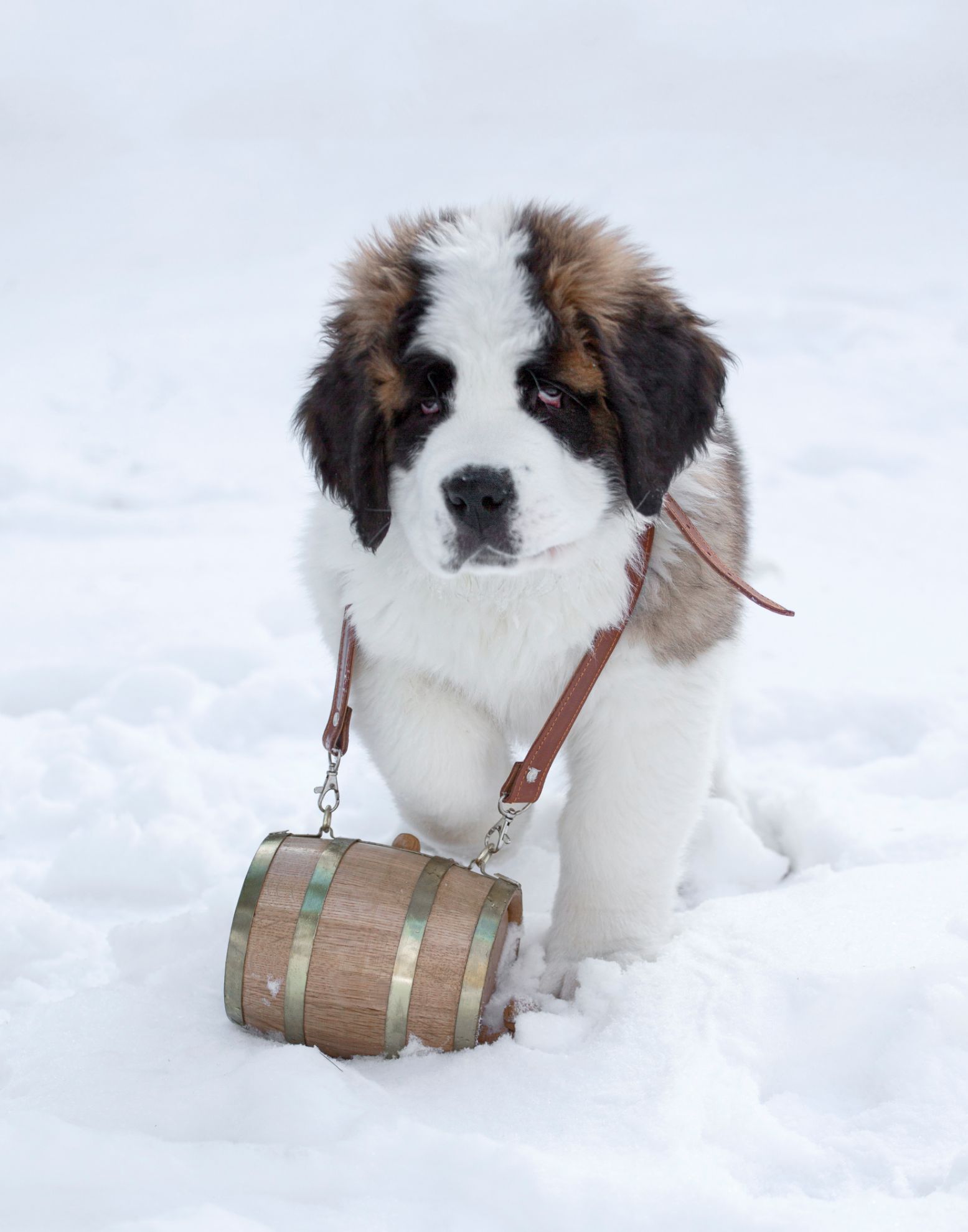 Saint Bernard Barrel with brass hoops