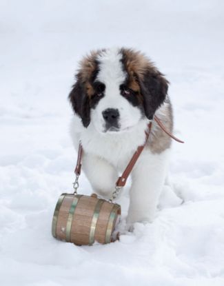 Saint Bernard barrel with brass hoops