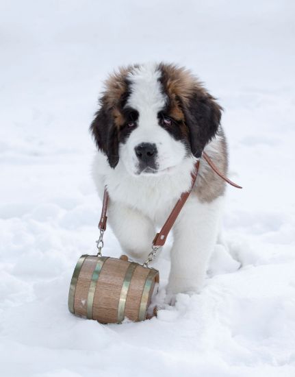 Saint Bernard barrel with brass hoops